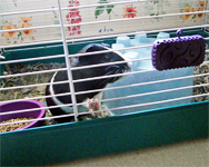 hamster cage smell